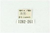 白斑散紋夜蛾藏品圖，第3張