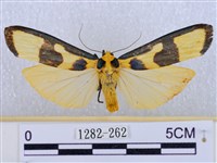 閃光苔蛾藏品圖，第1張