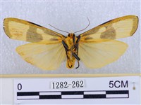 閃光苔蛾藏品圖，第2張