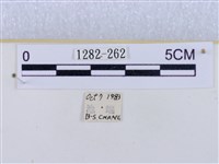 閃光苔蛾藏品圖，第3張