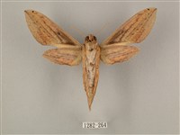 棕綠背線天蛾藏品圖，第2張