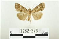 白斑散紋夜蛾藏品圖，第1張