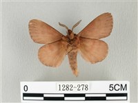 馬尾松枯葉蛾藏品圖，第2張