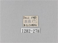 馬尾松枯葉蛾藏品圖，第3張