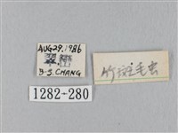 棕斜帶枯葉蛾藏品圖，第3張