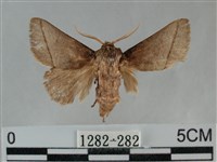 扁刺蛾藏品圖，第1張