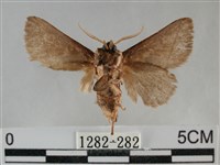 扁刺蛾藏品圖，第2張