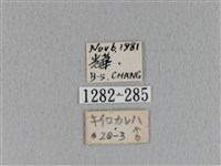 青枯葉蛾藏品圖，第3張