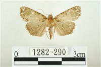 白斑散紋夜蛾藏品圖，第1張