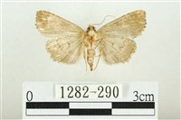 白斑散紋夜蛾藏品圖，第2張