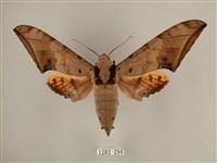 臺灣鷹翅天蛾藏品圖，第1張