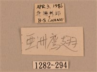 臺灣鷹翅天蛾藏品圖，第3張