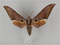 圓斑鷹翅天蛾藏品圖，第1張