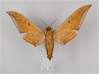 圓斑鷹翅天蛾藏品圖，第2張