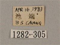 圓斑鷹翅天蛾藏品圖，第3張