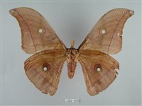 姬透目天蠶蛾藏品圖，第1張