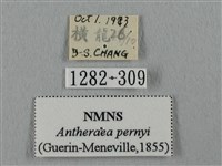 姬透目天蠶蛾藏品圖，第3張