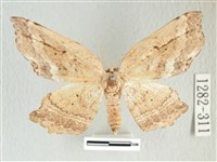 凹角鉤蛾藏品圖，第1張