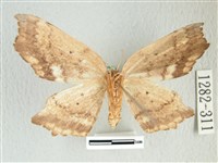 凹角鉤蛾藏品圖，第2張