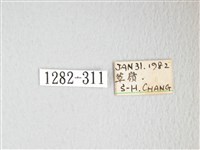 凹角鉤蛾藏品圖，第3張