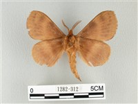 波紋枯葉蛾藏品圖，第2張