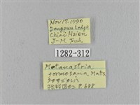 波紋枯葉蛾藏品圖，第3張