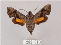 凹緣天蛾藏品圖，第1張