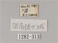 凹緣天蛾藏品圖，第3張