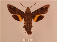 波斑長喙天蛾藏品圖，第1張