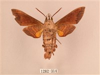 波斑長喙天蛾藏品圖，第2張