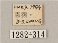 波斑長喙天蛾藏品圖，第3張