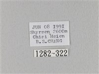 褐斜帶枯葉蛾藏品圖，第3張