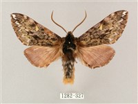 井上氏絨毛天蛾藏品圖，第1張