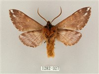 井上氏絨毛天蛾藏品圖，第2張