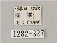 井上氏絨毛天蛾藏品圖，第3張