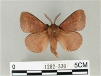 馬尾松枯葉蛾藏品圖，第1張