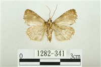 白斑散紋夜蛾藏品圖，第2張