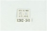 白斑散紋夜蛾藏品圖，第3張