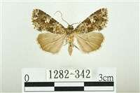 白斑散紋夜蛾藏品圖，第1張