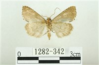 白斑散紋夜蛾藏品圖，第2張