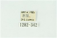 白斑散紋夜蛾藏品圖，第3張