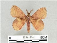 黃斑枯葉蛾藏品圖，第1張