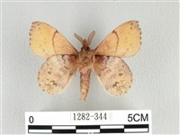 黃斑枯葉蛾藏品圖，第2張