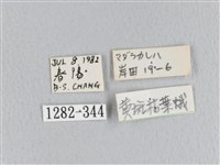 黃斑枯葉蛾藏品圖，第3張