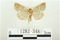 白斑散紋夜蛾藏品圖，第2張