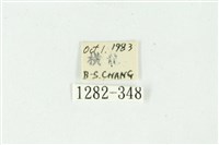 白斑散紋夜蛾藏品圖，第3張