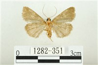 白斑散紋夜蛾藏品圖，第2張