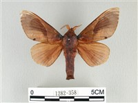 大褐斑枯葉蛾藏品圖，第1張