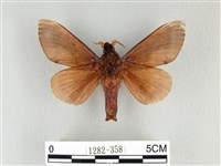 大褐斑枯葉蛾藏品圖，第2張