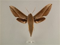 背線天蛾藏品圖，第1張